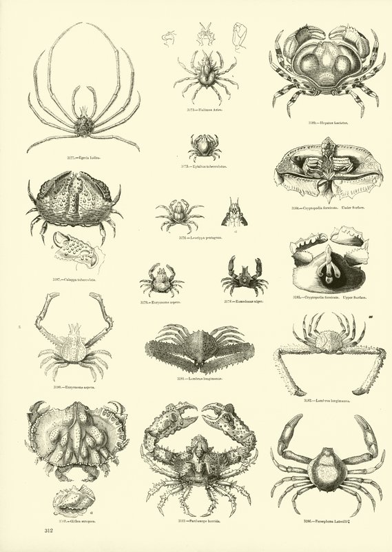 Page from The Pictorial Museum of Animated Nature by English School