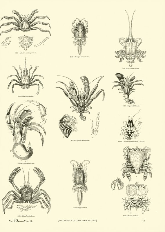 Page from The Pictorial Museum of Animated Nature by English School