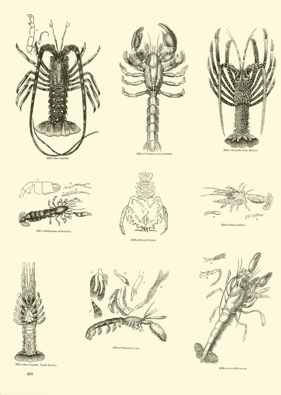 Page from The Pictorial Museum of Animated Nature by English School