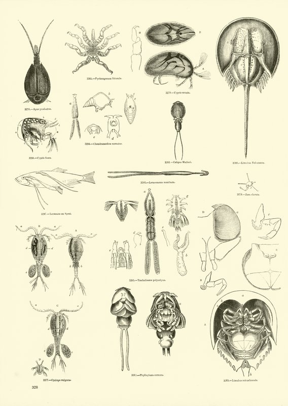 Page from The Pictorial Museum of Animated Nature by English School