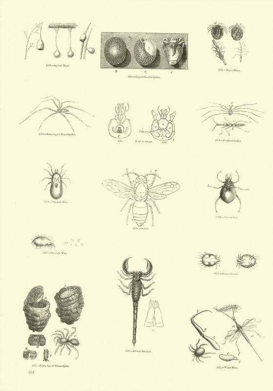 Page from The Pictorial Museum of Animated Nature by English School