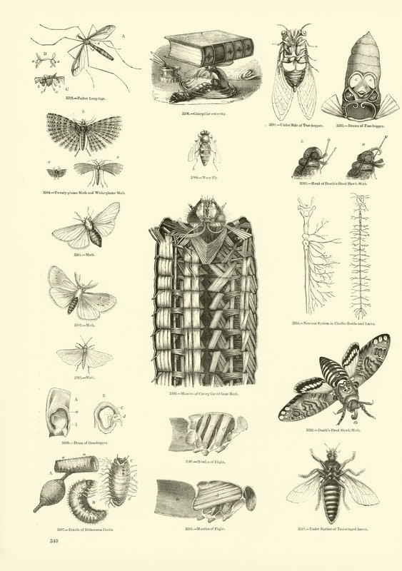 Page from The Pictorial Museum of Animated Nature by English School