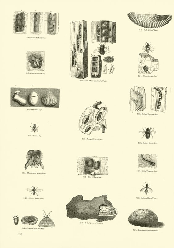 Page from The Pictorial Museum of Animated Nature by English School