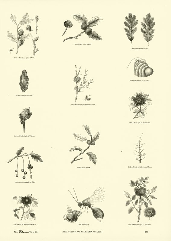 Page from The Pictorial Museum of Animated Nature by English School
