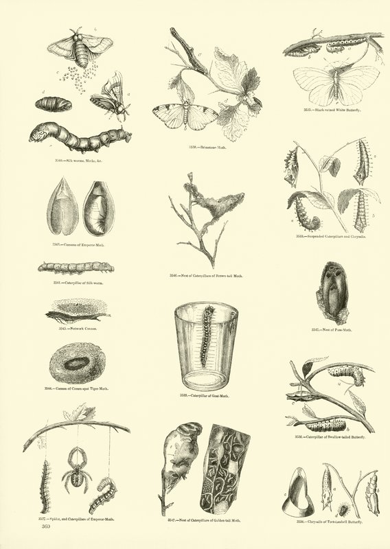 Page from The Pictorial Museum of Animated Nature by English School
