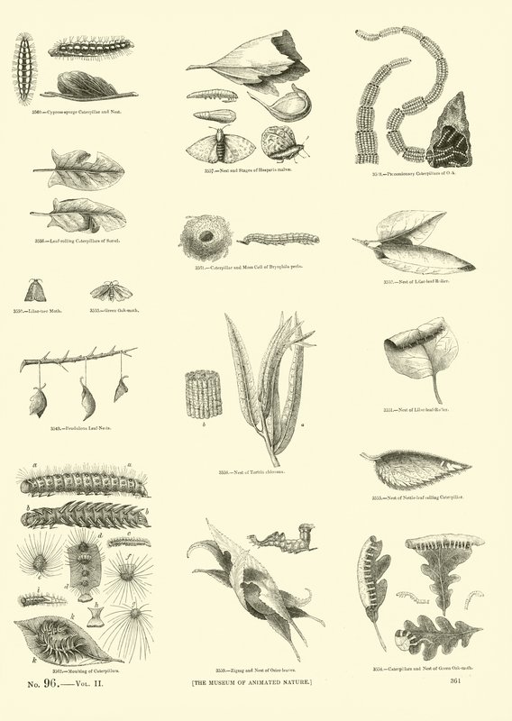 Page from The Pictorial Museum of Animated Nature by English School