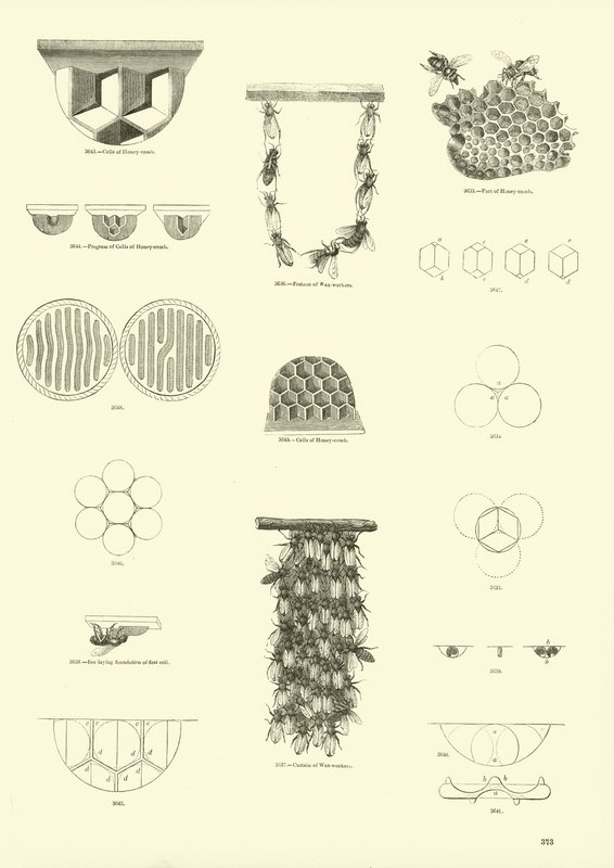 Page from The Pictorial Museum of Animated Nature by English School