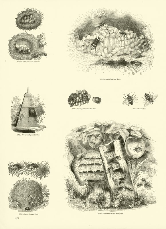 Page from The Pictorial Museum of Animated Nature by English School