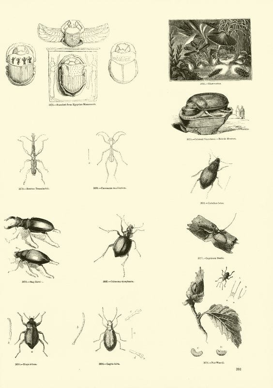 Page from The Pictorial Museum of Animated Nature by English School
