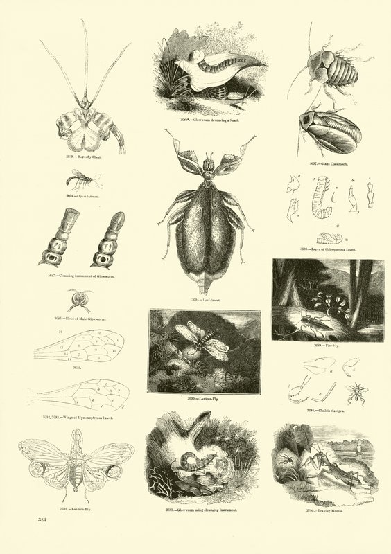 Page from The Pictorial Museum of Animated Nature by English School