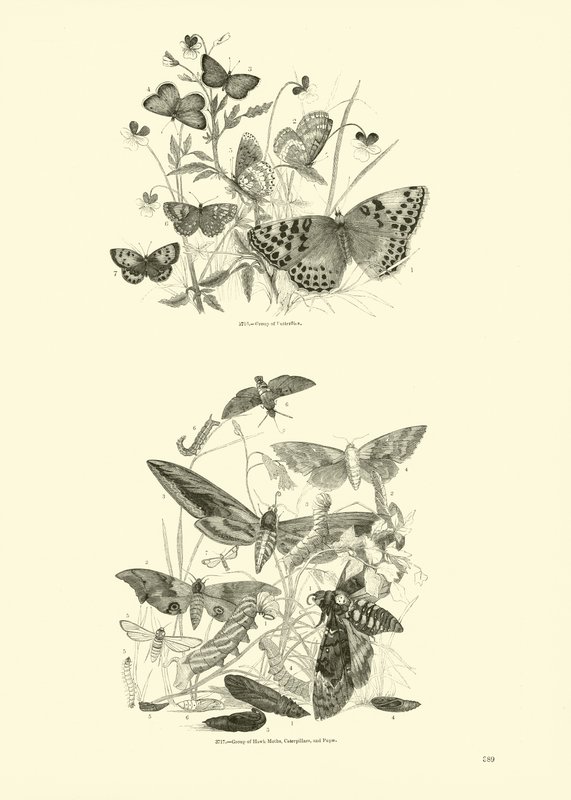 Page from The Pictorial Museum of Animated Nature by English School