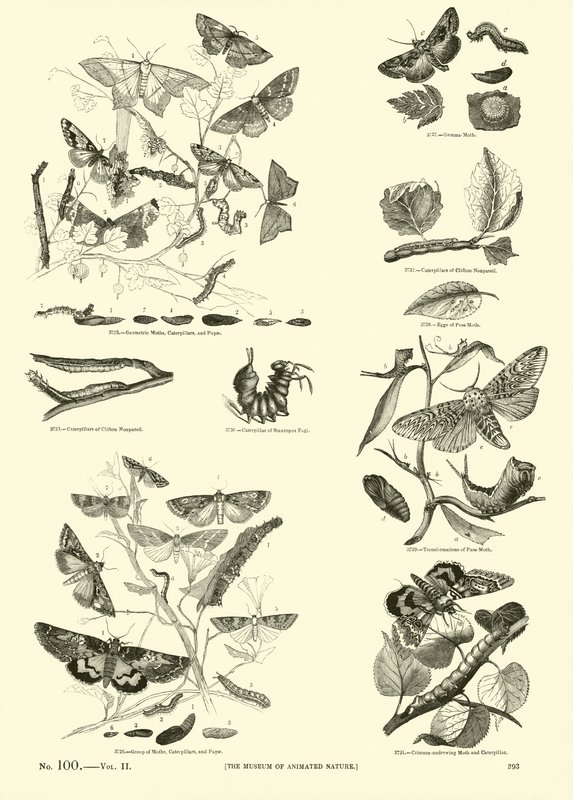 Page from The Pictorial Museum of Animated Nature by English School