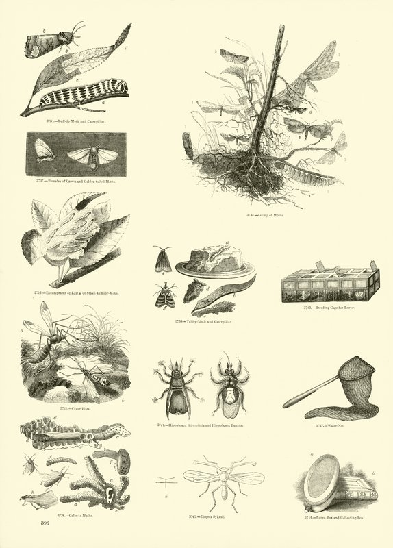 Page from The Pictorial Museum of Animated Nature by English School