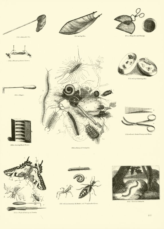Page from The Pictorial Museum of Animated Nature by English School
