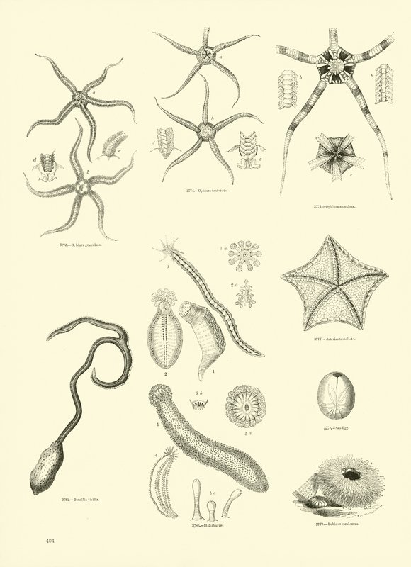 Page from The Pictorial Museum of Animated Nature by English School