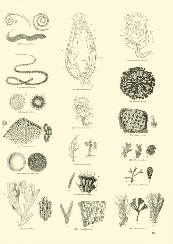 Page from The Pictorial Museum of Animated Nature by English School