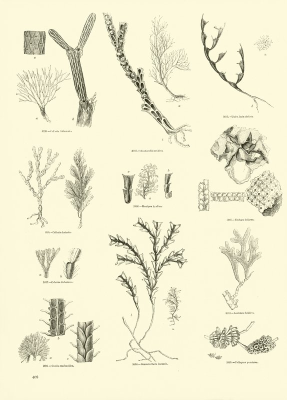Page from The Pictorial Museum of Animated Nature by English School