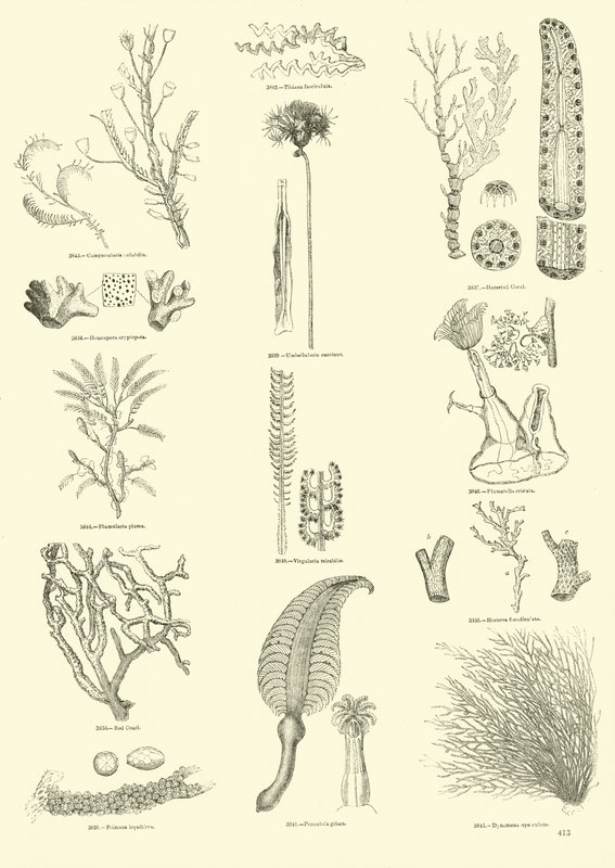 Page from The Pictorial Museum of Animated Nature by English School