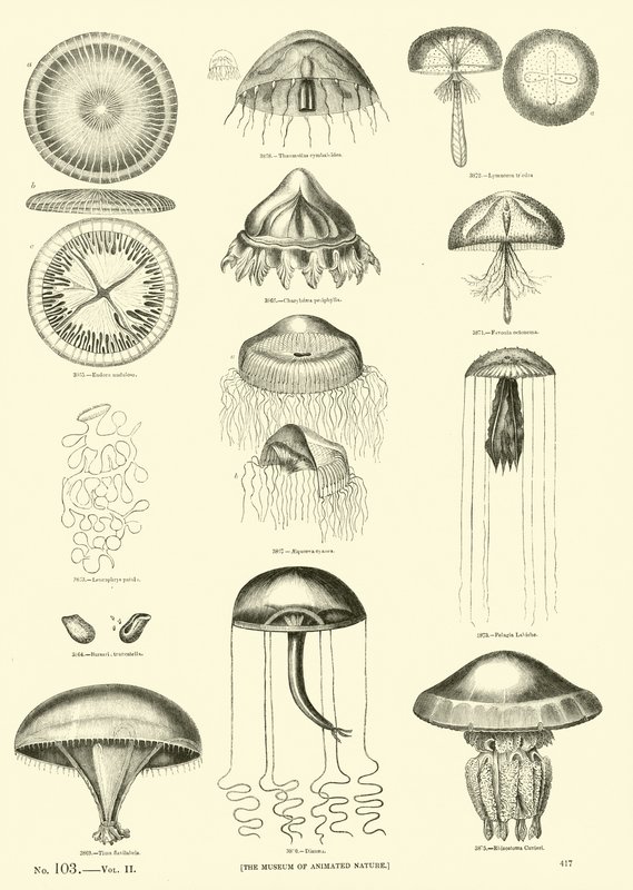 Page from The Pictorial Museum of Animated Nature by English School