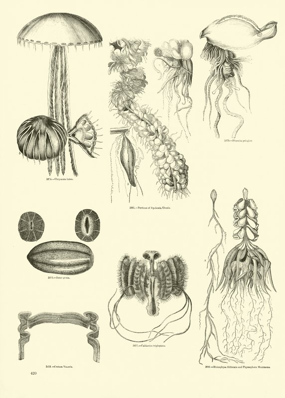 Page from The Pictorial Museum of Animated Nature by English School