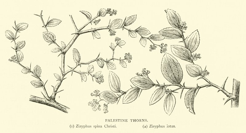 Palestine Thorns by English School
