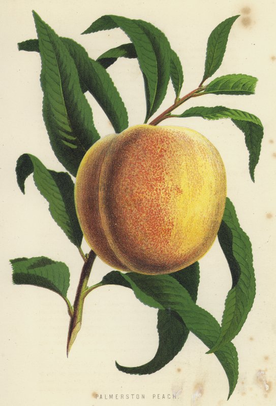Palmerston Peach by English School