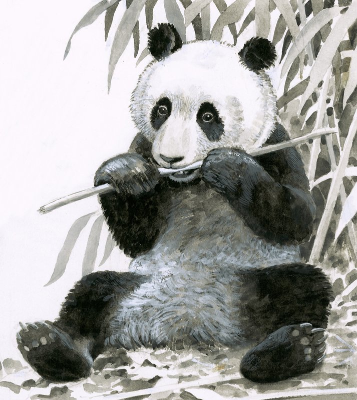 Panda chewing bamboo by English School