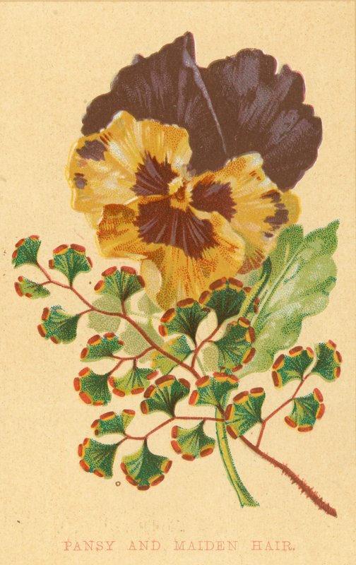 Pansy and Maiden Hair by English School