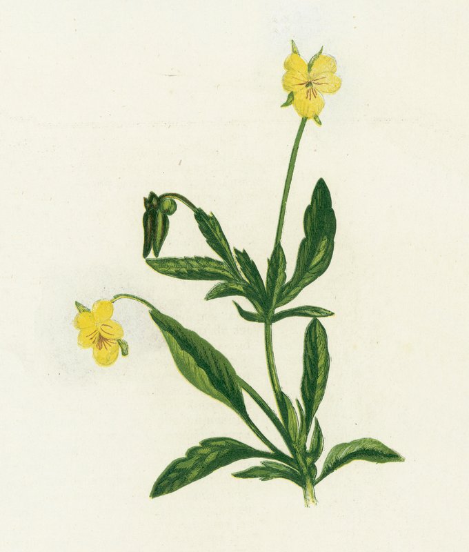 Pansy, or Heartsease by English School