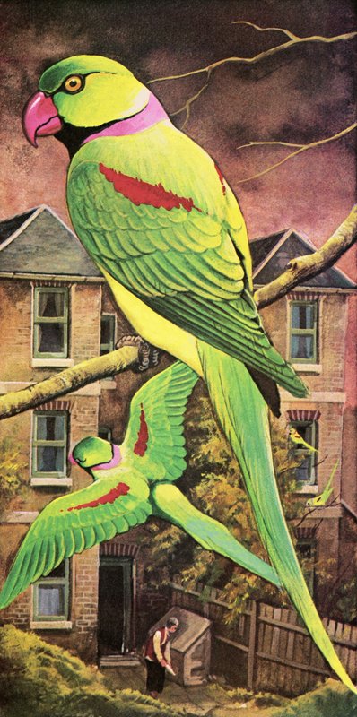 Parakeet by English School