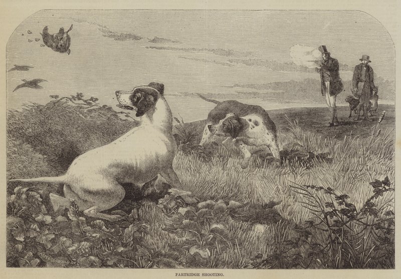 Partridge Shooting by English School