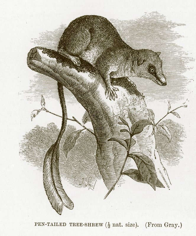 Pen-tailed tree-shrew, illustration from The Royal Natural History by English School