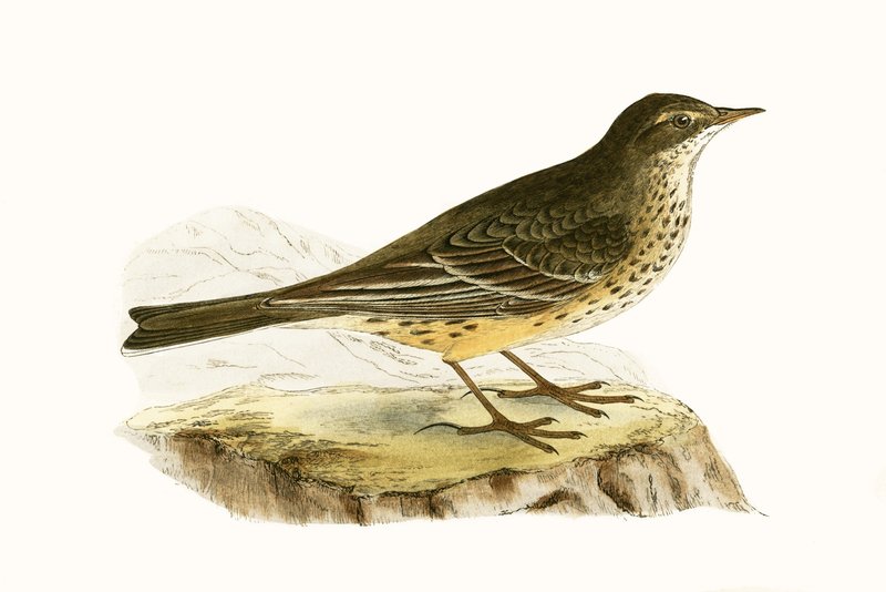 Pennsylvanian Pipit, Illustration from 