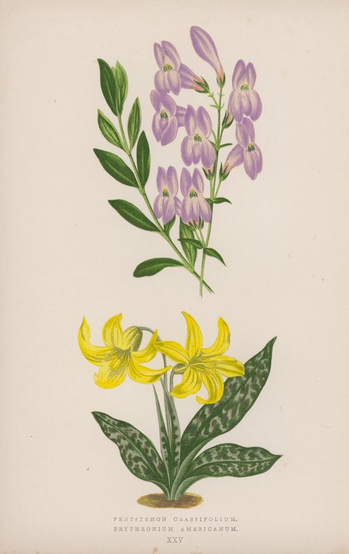 Pentstemon Crassifolium; Erythronium Americanum by English School