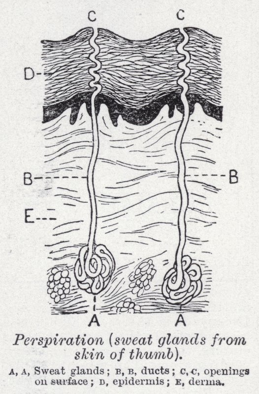Perspiration, sweat glands from skin of thumb by English School