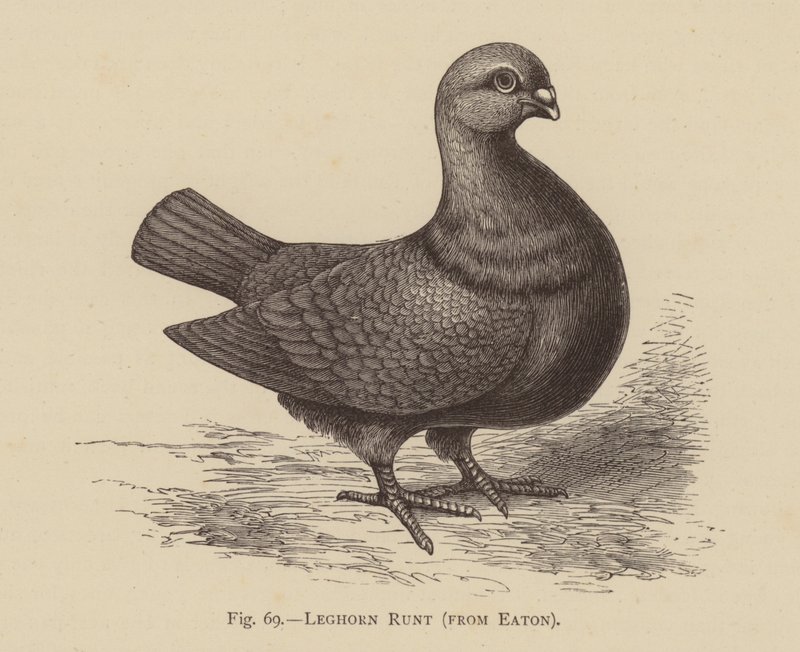 Pigeons: Leghorn Runt, from Eaton by English School