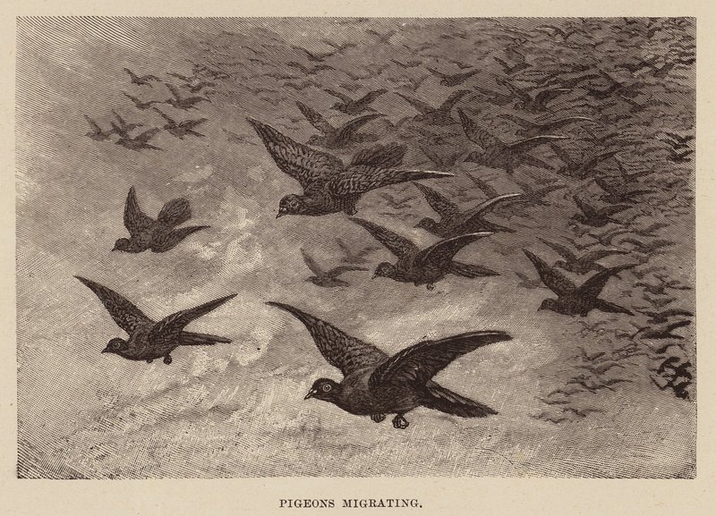Pigeons migrating by English School