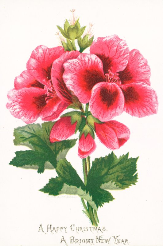 Pink Flowers by English School