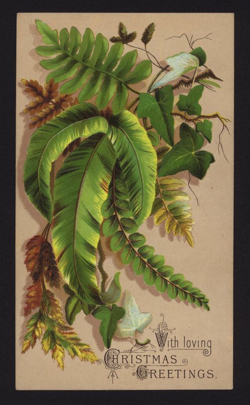 Plant leaves, Christmas greetings card, late 19th or early 20th Century by English School
