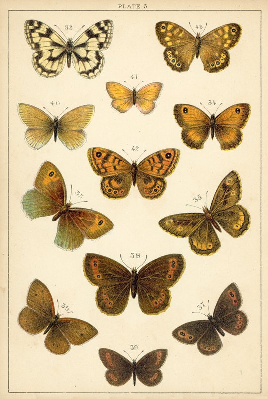 Plate from Our Country