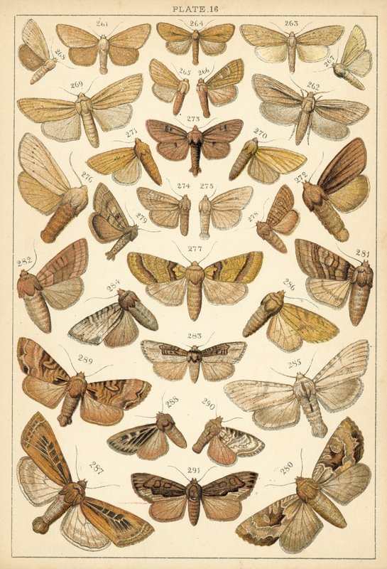 Plate from Our Country