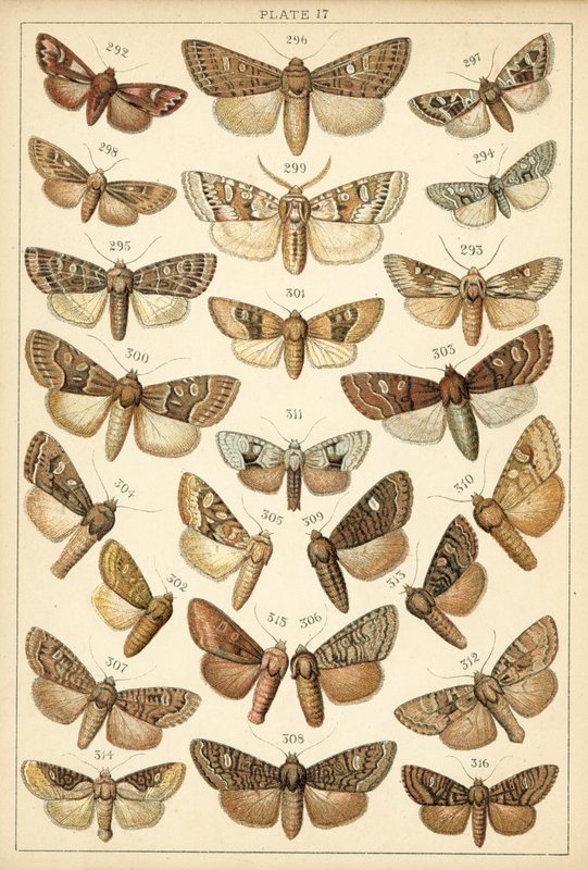 Plate from Our Country