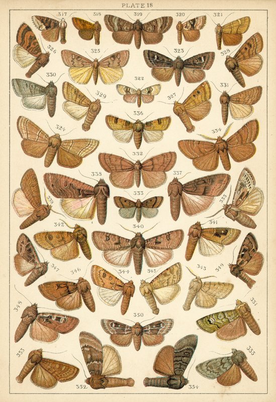 Plate from Our Country