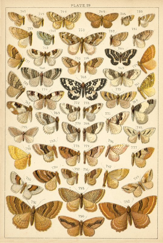 Plate from Our Country