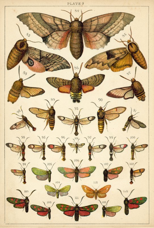 Plate from Our Country