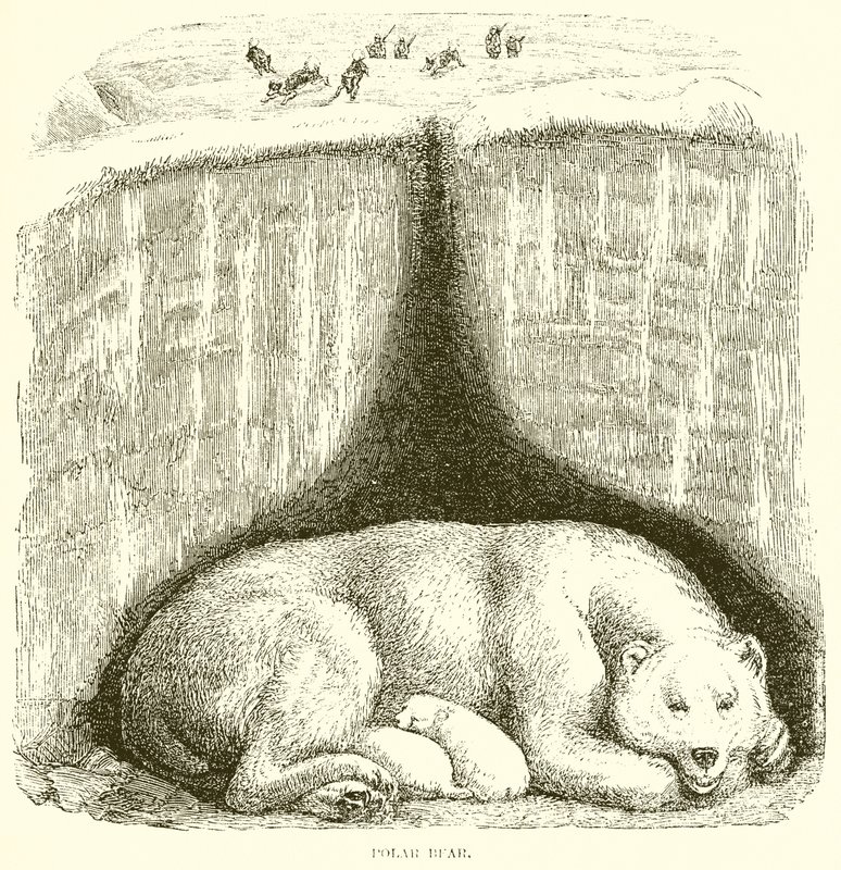 Polar Bear by English School