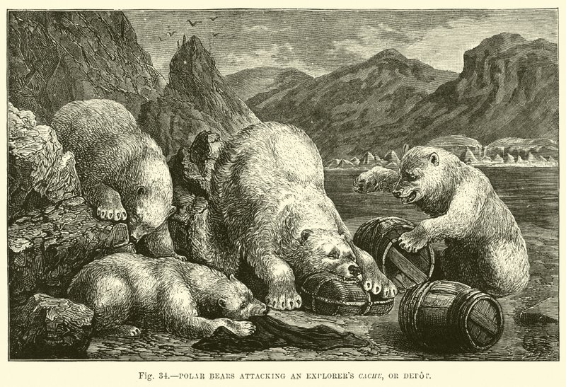 Polar bears attacking an explorers cache, or depot by English School