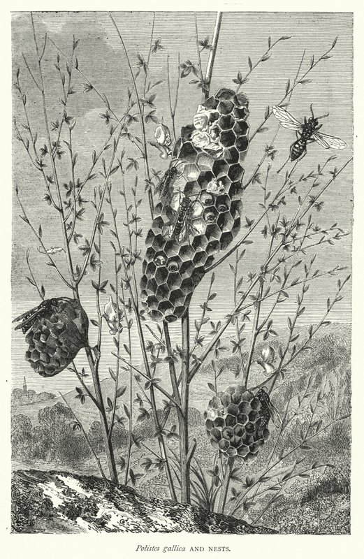 Polistes Gallica and Nests by English School