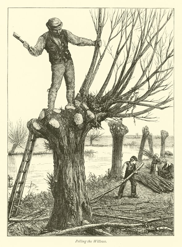 Polling the Willows by English School