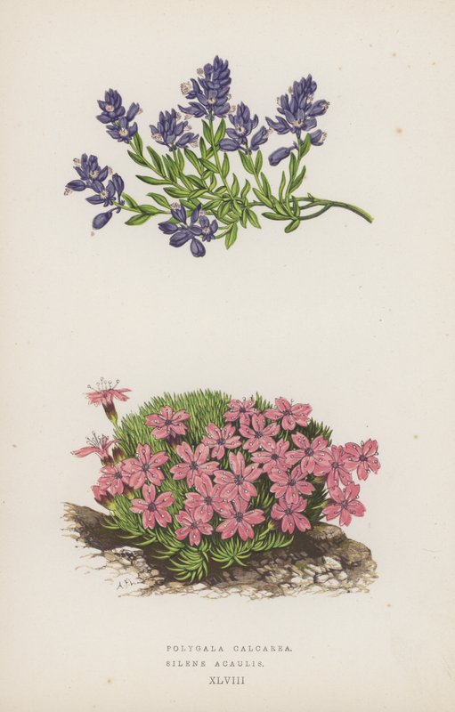 Polygala Calcarea; Silene Acaulis by English School